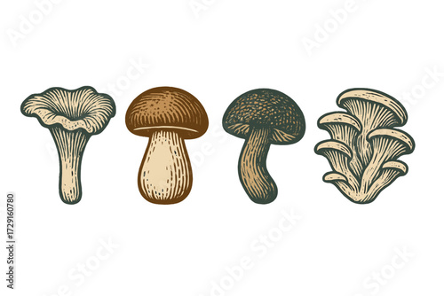 Detailed collection of various wild forest mushrooms and edible fungi species in a vintage woodcut style for culinary and nature themes