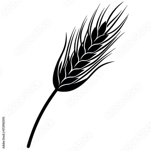 barley  ears one.eps