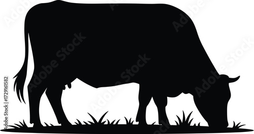 Black cow grazing on grass cattle eating