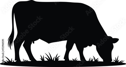 Black cow grazing in green grass silhouette