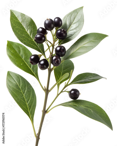 belladonna sprig with black berries isolated on transparent background