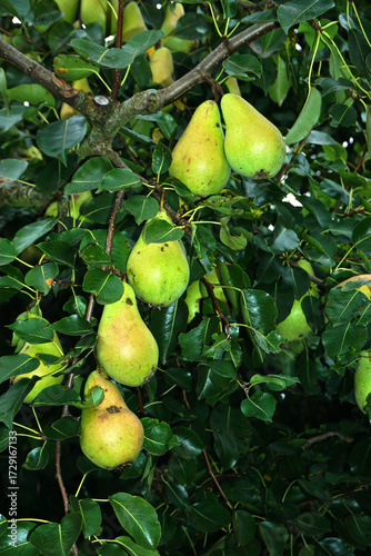 Kultur-Birne; Pyrus communis; Birnen hängen an einem Birnbaum