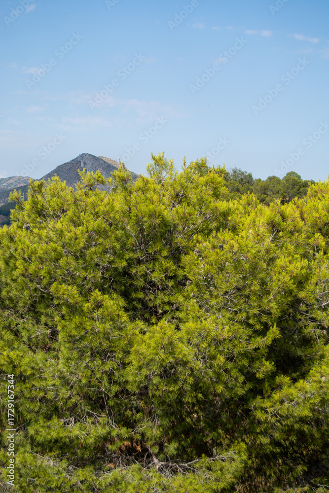 Fototapeta premium Pine Trees and Mountain Landscape
