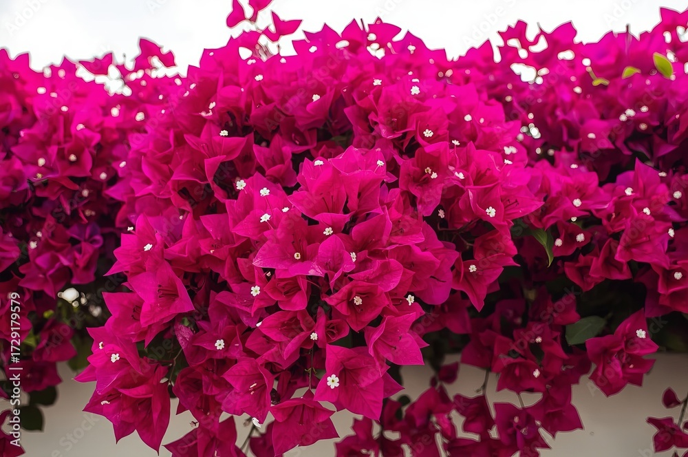 Fototapeta premium A vibrant cluster of magenta bougainvillea flowers with small white centers hangs against a plain white background, showcasing their lush, colorful petals.