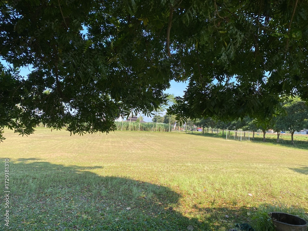 Fototapeta premium trees in the garden