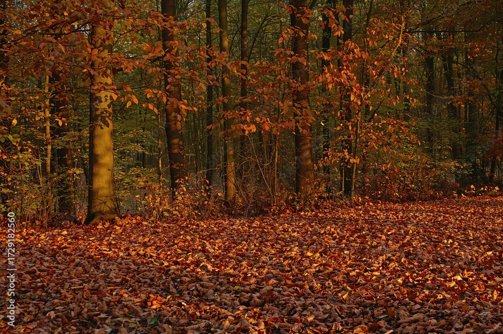 Obraz premium Forest of beech trees bathed in backlight with a ground covered in dry leaves during autumn
