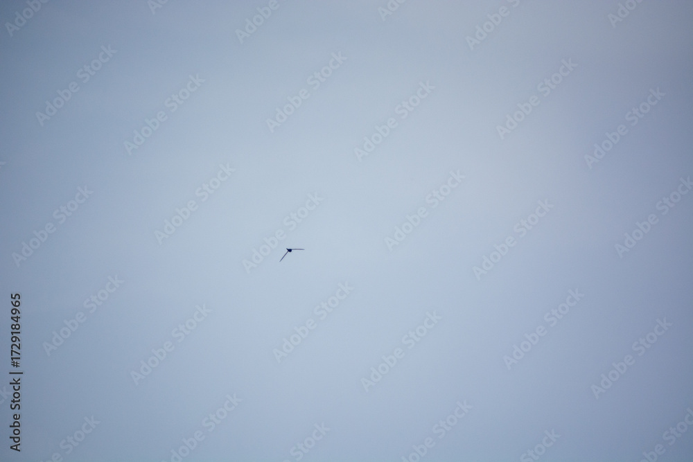 Fototapeta premium Solitary bird in a clear blue sky