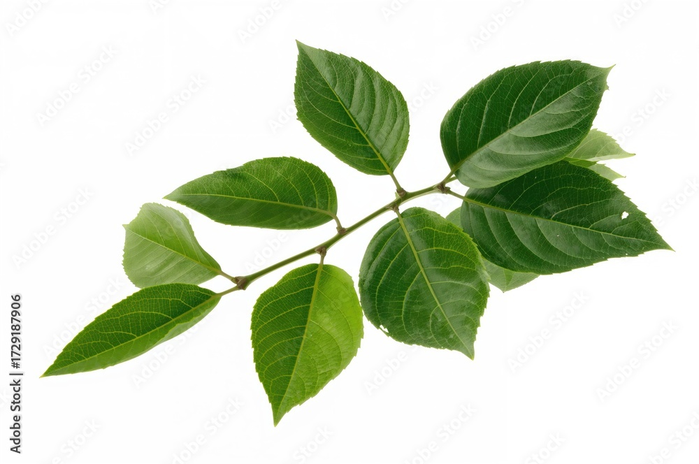 Fototapeta premium Fresh green lemon leaves displayed on a clear backdrop, isolated citrus fruit on a white surface, plant stem with vibrant lemon foliage, green citrus branch on a transparent canvas, tree limb with