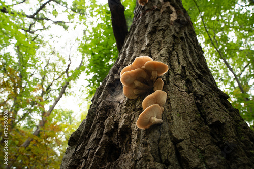 Foto Fungi kingdom, macro photography of mushroom and mycelium in a forest