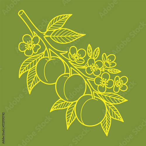 Branch With Plums And Blossom Vector Outline Drawing Isolated On Background