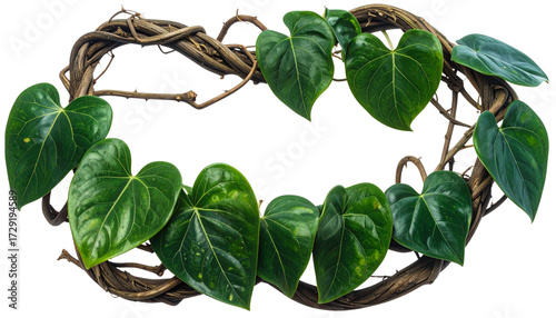 Twisted Wild Liana Jungle Vine Isolated on White Background