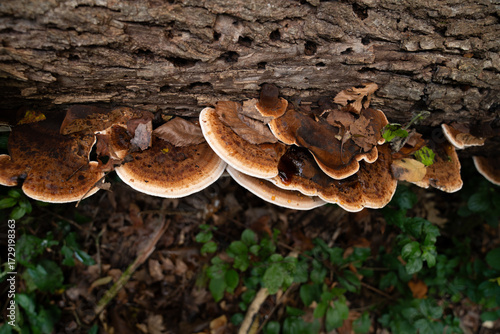Εκτύπωση καμβά Fungi kingdom, macro photography of mushroom and mycelium in a forest