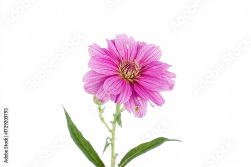Close-up of a Dianthus bloom against a plain white backdrop, highlighting its natural beauty and delicate leaves in springtime