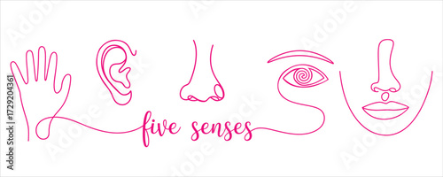Conceptual illustration of human senses touch hearing smell sight taste pink outlines against white representing sensory perception and experience