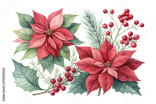 Watercolor Winter Poinsettia Christmas Flower with Red Berries 
