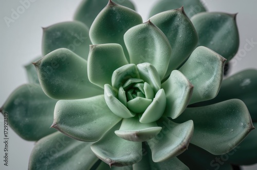 Close-up View of a Succulent Plant's Leaf Structure