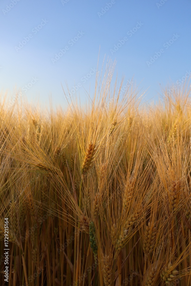 Fototapeta premium wheat field in the wind