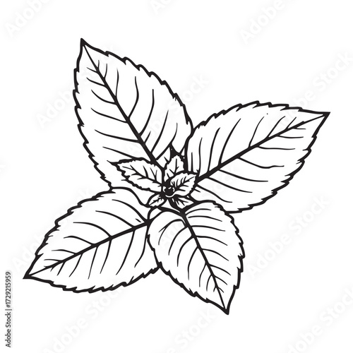 Detailed black and white line drawing illustration of a fresh mint plant with serrated leaves and central stem