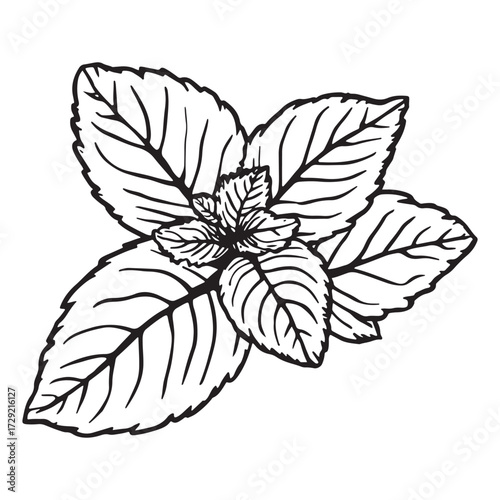 Detailed black and white line drawing of fresh mint leaves with visible veins and serrated edges