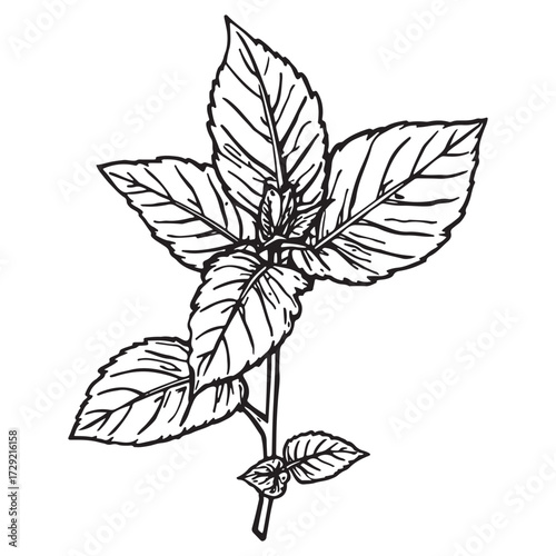 Detailed hand drawn outline illustration of a fresh green basil plant with serrated leaves and stem