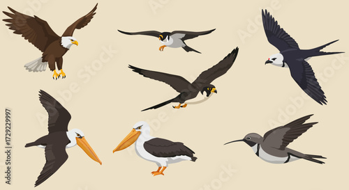 Illustration of seven different bird species in flight and standing