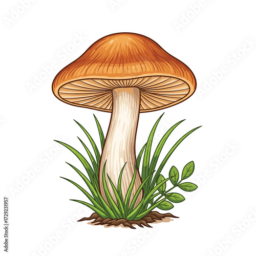 A single brown mushroom growing in green grass and soil.