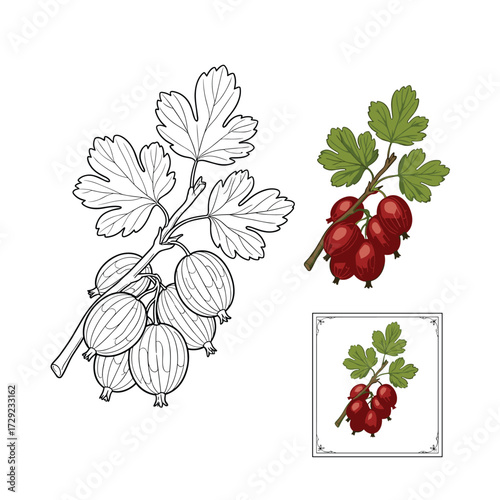 Red currants a delicious small fruit with a tart flavor.