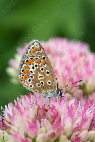Brown Argus (Aricia agestis) on Hylotelephium 'Herbstfreude' (Pink Sedum)
