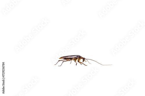 common american cockroach on isolated white background, full length side view with copy space.