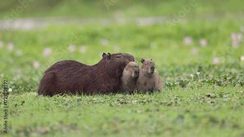 Capybara family in the Pantanal, Brazil