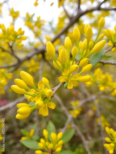 Yellow buds and flowers on the branches of the goof angustifolia
