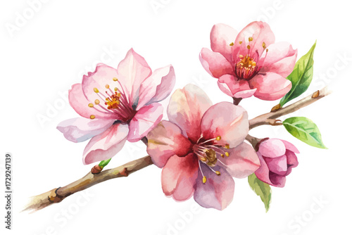Watercolor Spring Cherry Blossom Branch 