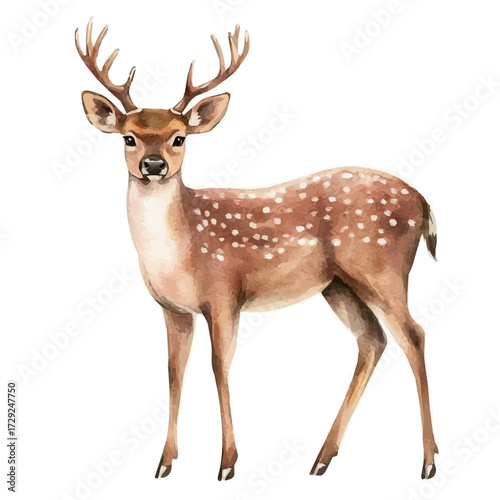 Deer, watercolor drawing vector, isolated on a white background.