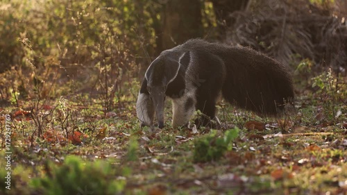 Giant anteater in Pantanal, Brazil. 