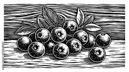 Vintage Blueberry Fruit in a Woodcut Engraving Style