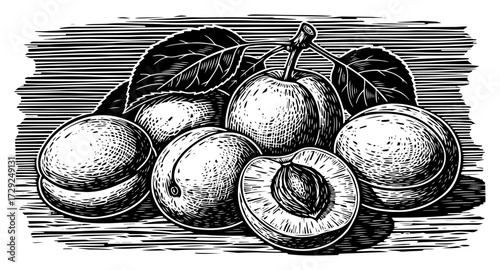 Hand Drawn Apricots in a Vintage Woodcut Style