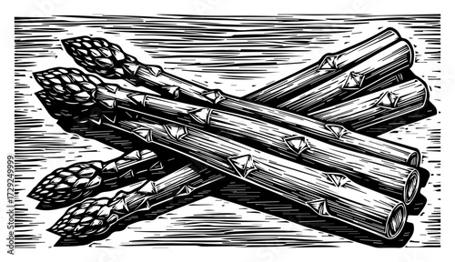 Asparagus Spears in a Vintage Engraved Woodcut Style