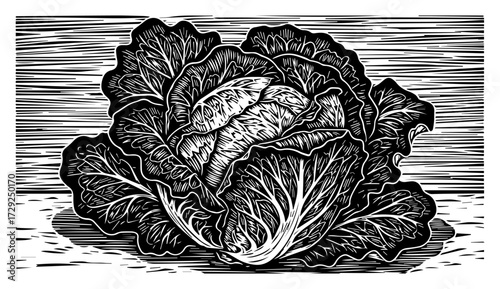 Vintage Cabbage Vegetable in a Woodcut Engraving Style