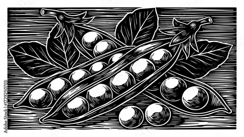 Open Pea Pods Vegetable in a Vintage Engraving Style