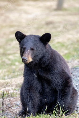 Black Bear