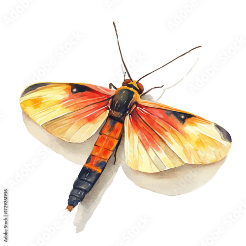 Firefly, watercolor vector, isolated on a white background.