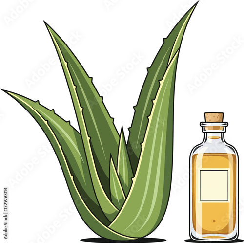 Vector, illustration of aloe vera plant and bottle, product, poster,