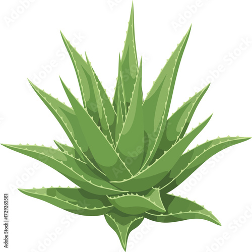 Vector, illustration, aloe vera plant, beauty product ingredient