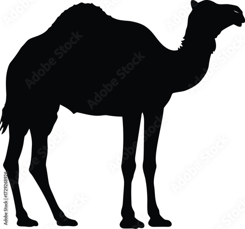 Silhouette of a camel in desert landscape vector