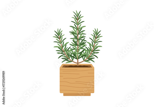 Rosemary plant in a wooden pot.