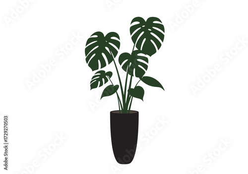 Monstera deliciosa houseplant in a pot.