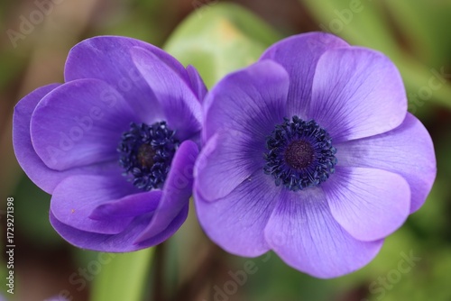 close up of purple flower