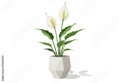 White Peace Lily Plant in Geometric Pot.