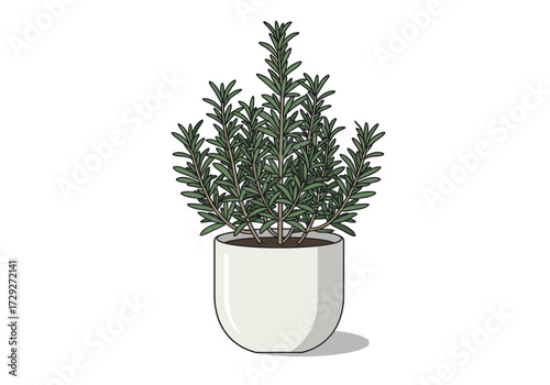 Rosemary Plant in White Pot Home Gardening.