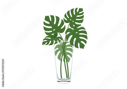 Monstera deliciosa plant in a glass vase.